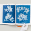 Anna Atkins. Cyanotypes
