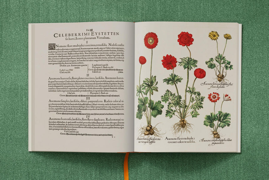 Basilius Besler - The Garden at Eichstätt