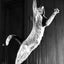 Cats. Photographs 1942–2018