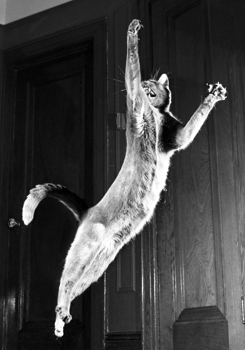 Cats. Photographs 1942–2018