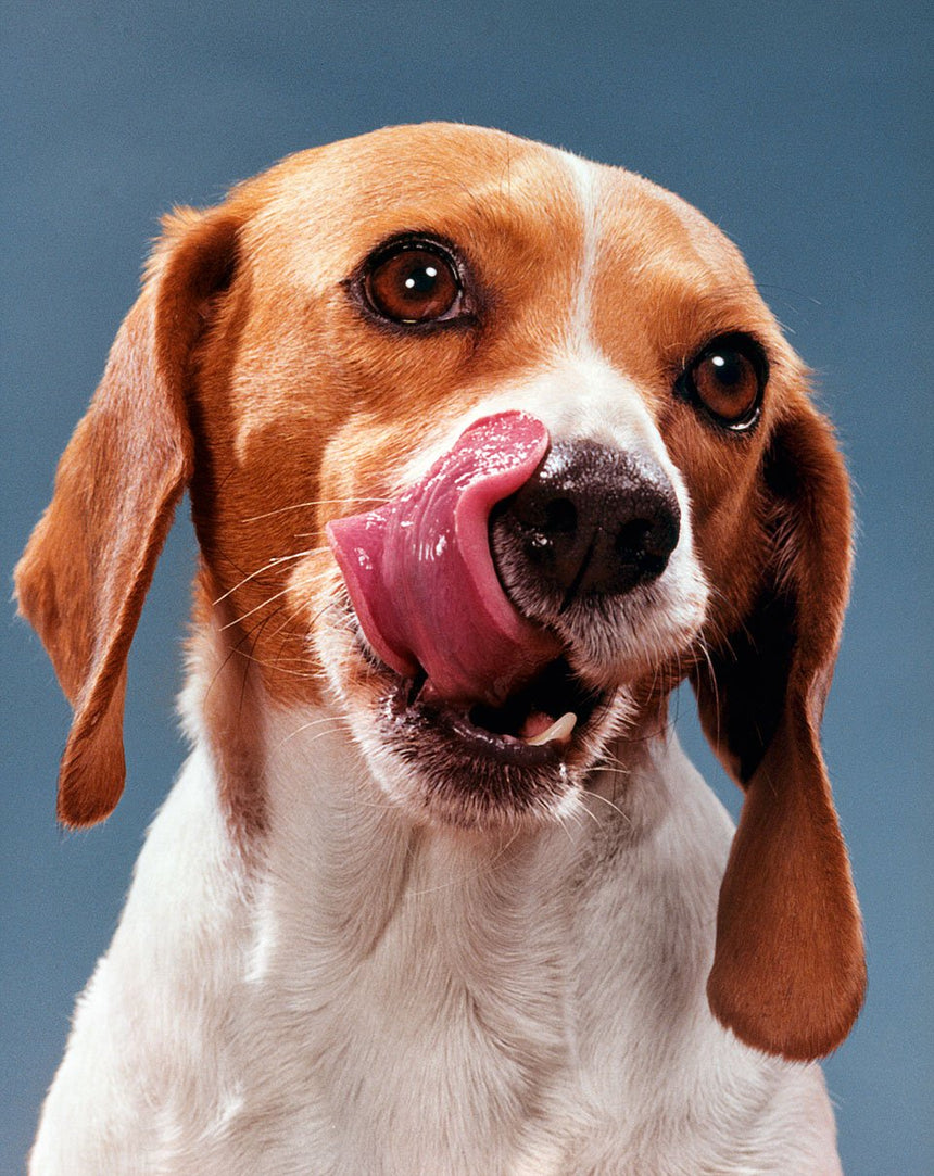 Dogs. Photographs 1941–1991