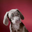 Dogs. Photographs 1941–1991