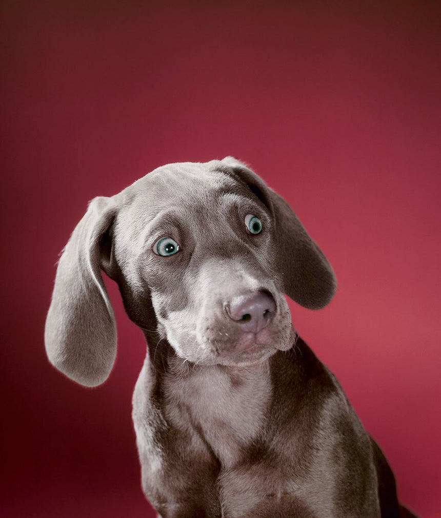Dogs. Photographs 1941–1991