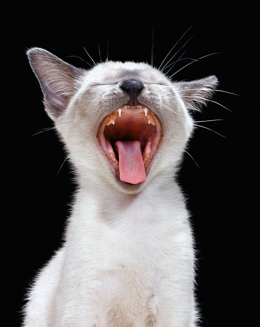 Cats. Photographs 1942–2018