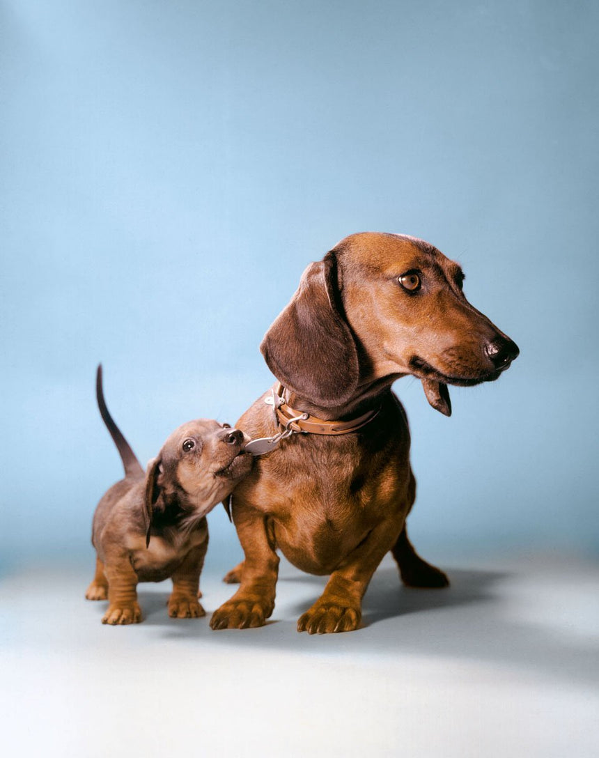 Dogs. Photographs 1941–1991