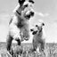 Dogs. Photographs 1941–1991