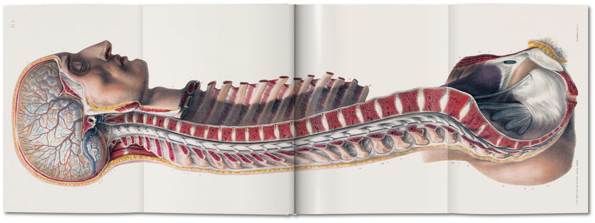 ATLAS OF HUMAN ANATOMY AND SURGERY