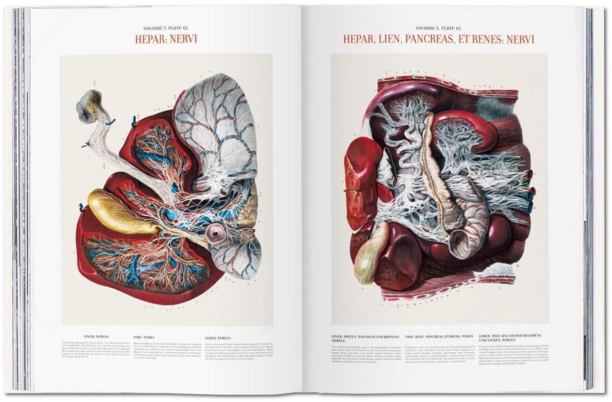 ATLAS OF HUMAN ANATOMY AND SURGERY