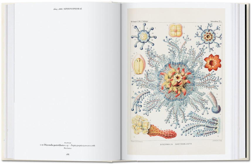 The Art and Science of Ernst Haeckel. 40th Anniversary Edition