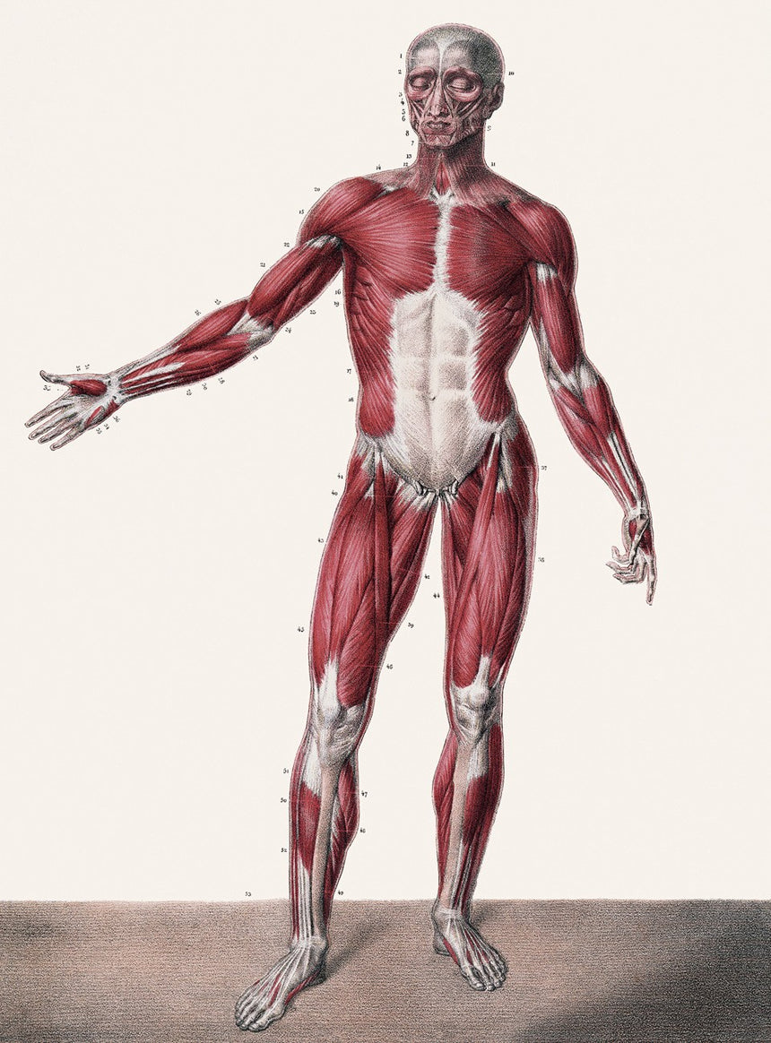 ATLAS OF HUMAN ANATOMY AND SURGERY