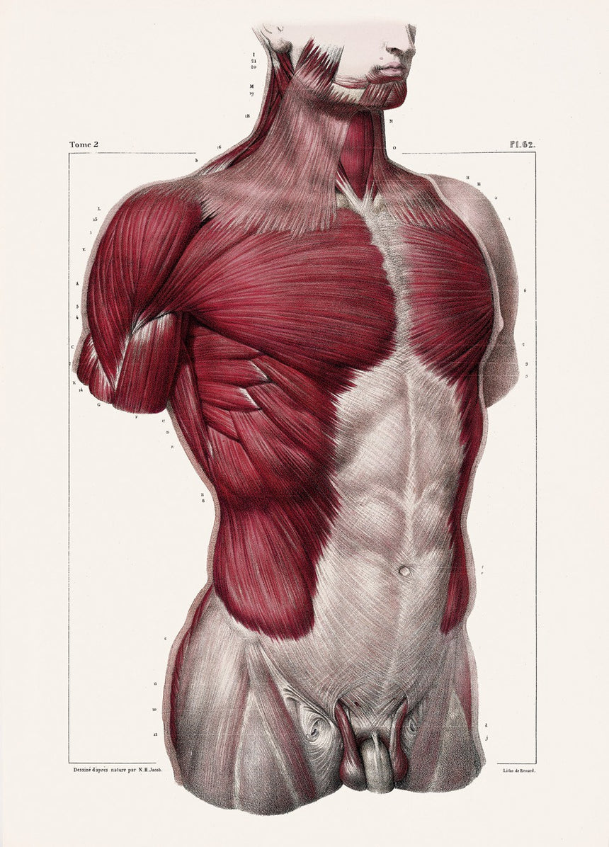 ATLAS OF HUMAN ANATOMY AND SURGERY