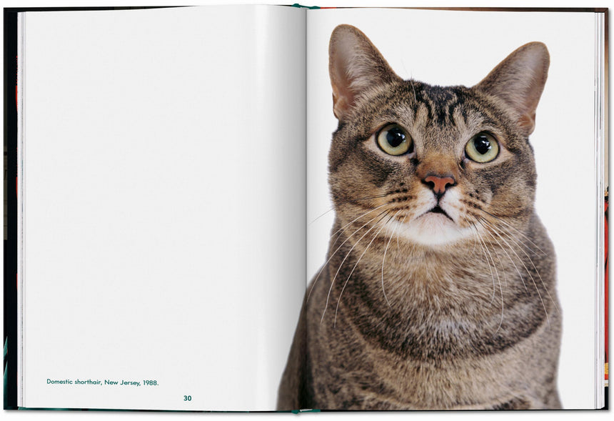Cats. Photographs 1942–2018