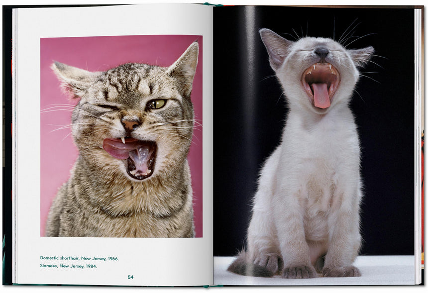 Cats. Photographs 1942–2018