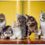 Cats. Photographs 1942–2018