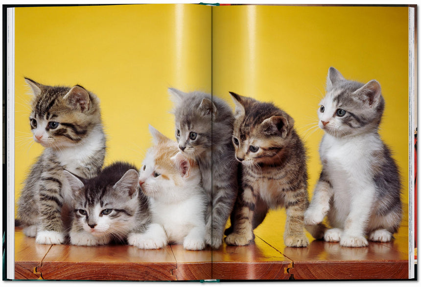 Cats. Photographs 1942–2018