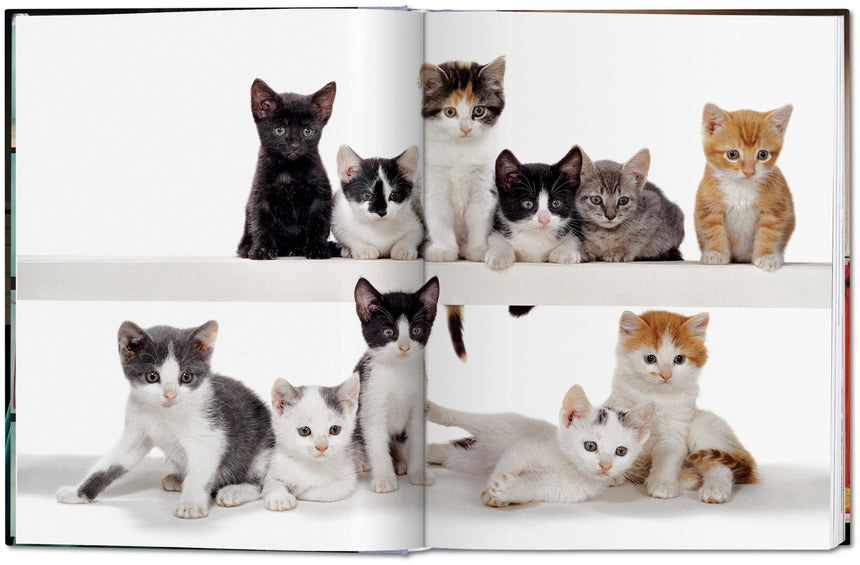 Cats. Photographs 1942–2018